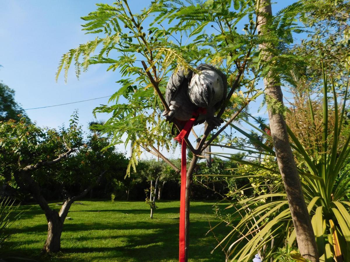 Villa Delle Vacanze Fiumefreddo di Sicilia Exteriér fotografie
